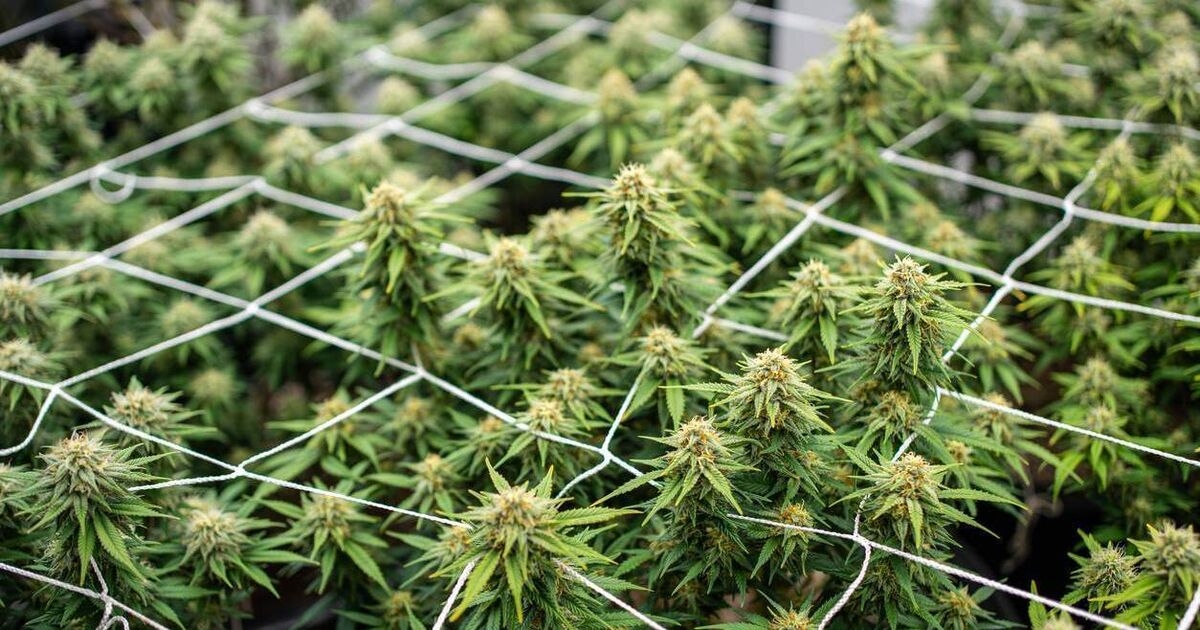 Haribo recalls sweets in the Netherlands after traces of cannabis found