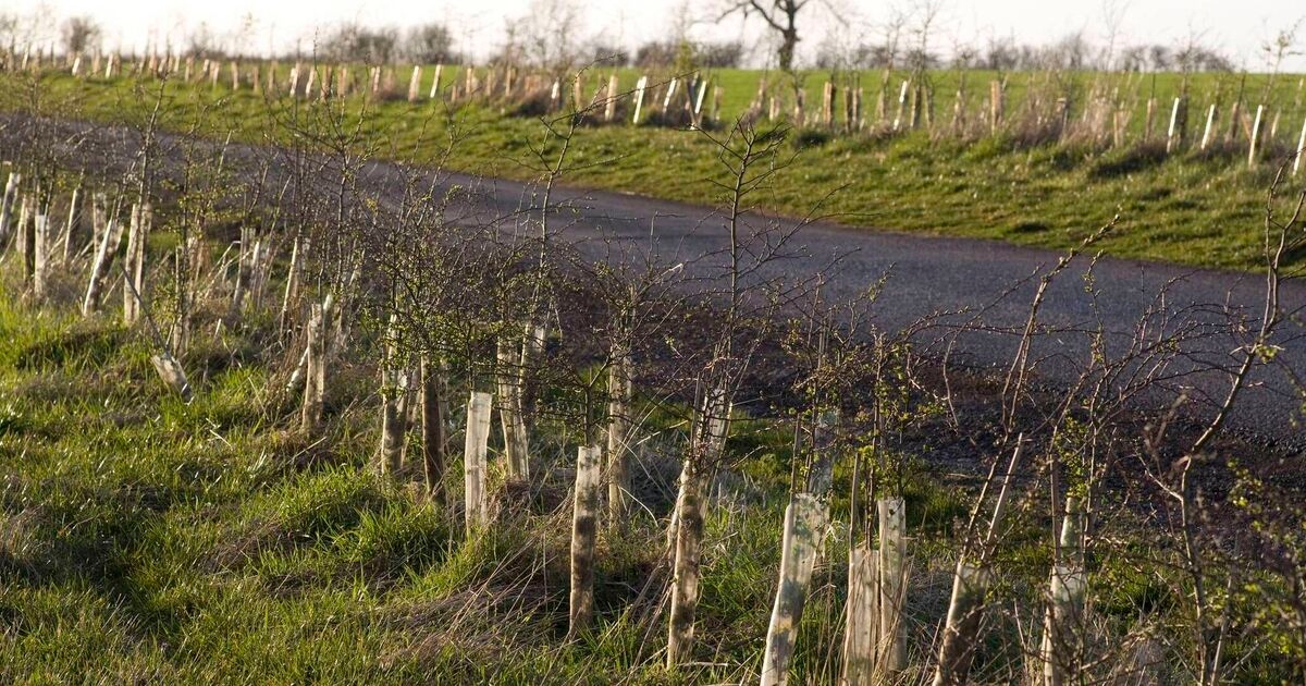 Enough hedgerow to reach from Cork to Kiev planted under ACRES