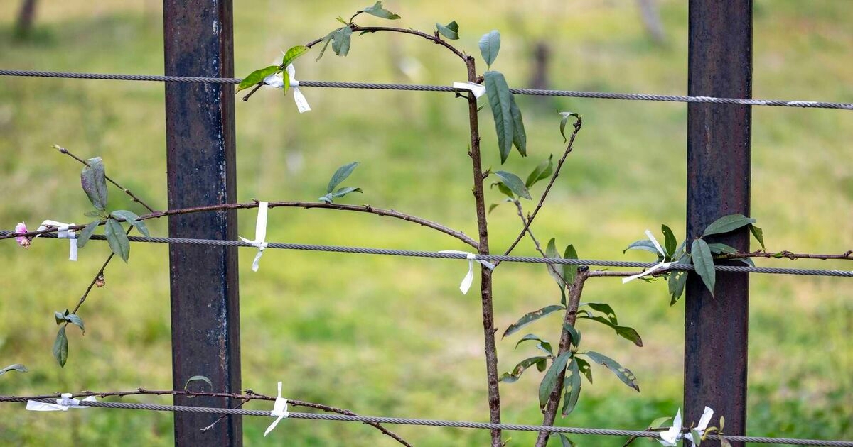New hedge must be planted before old one removed, farmers told