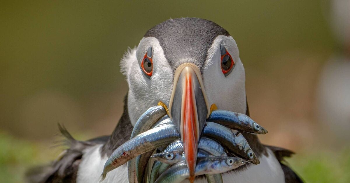 Seabirds in trouble due to fewer sand eel and sprat