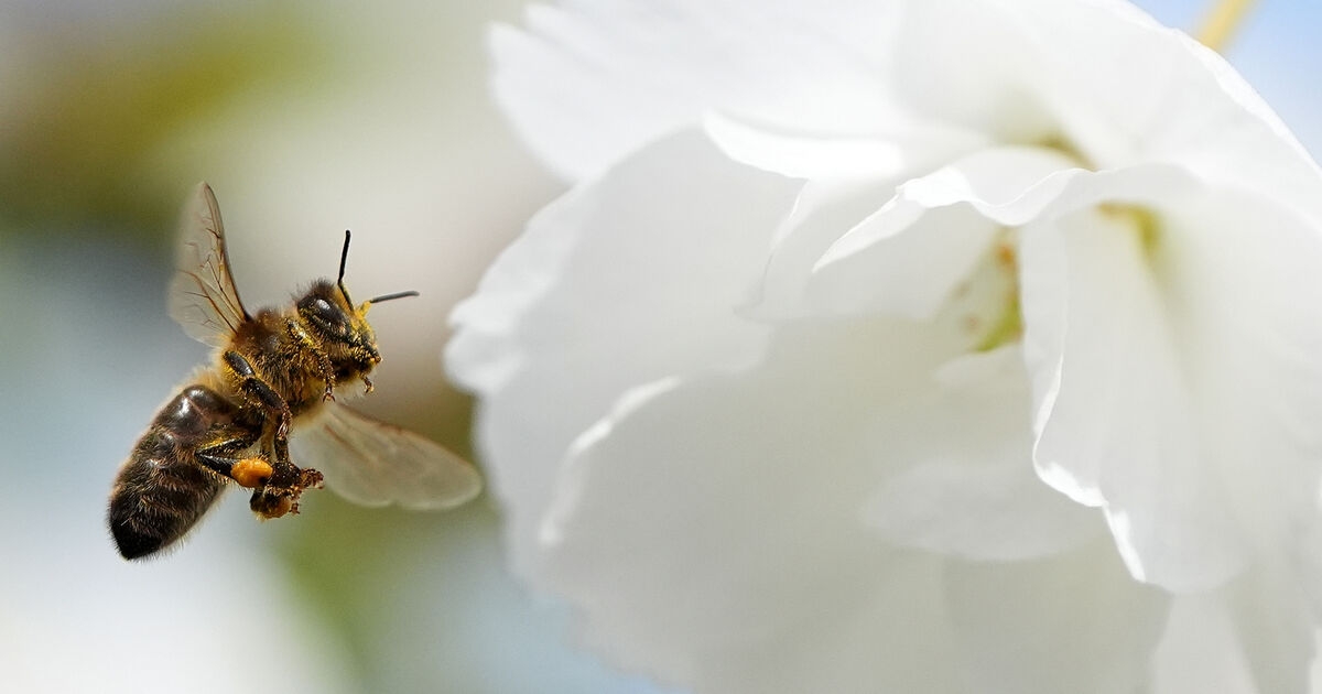 Ireland records warmest ever spring, with temperatures more than 2C above average