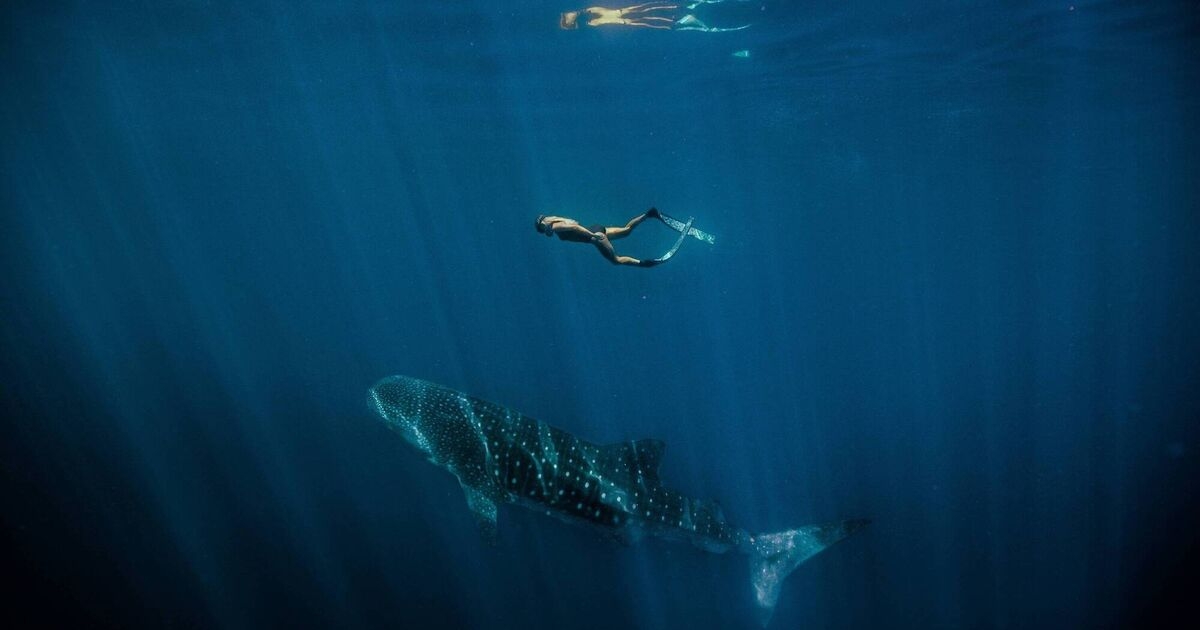 Awe for magnificent whale sharks shines through on Australia's Ningaloo Reef