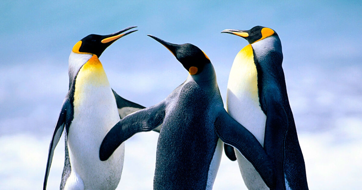 Tots to Teens: Penguins waddle into the limelight in new book