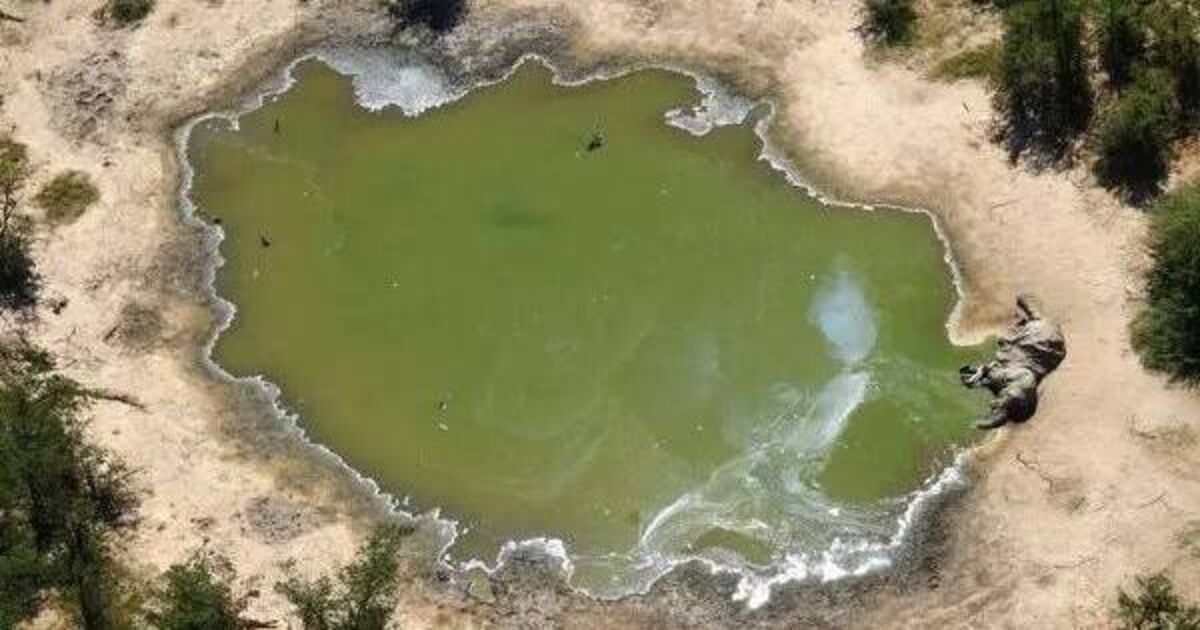 Dead elephants and feral sea lions: how poisonous algal blooms harm the planet