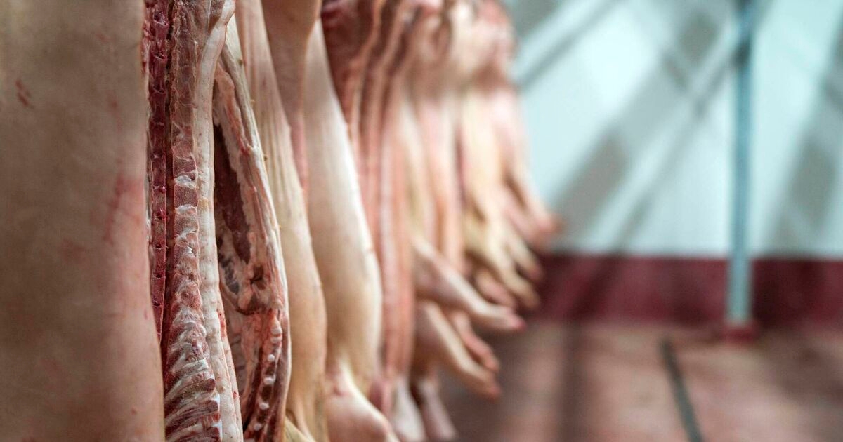 Irish pig prices hold at €2.28/kg