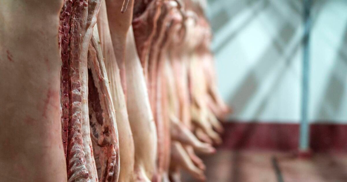 Irish pig price holds firm as demand grows for home-reared stock