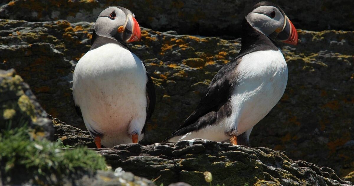 ‘Extinction crisis' could see 500 bird species vanish within a century
