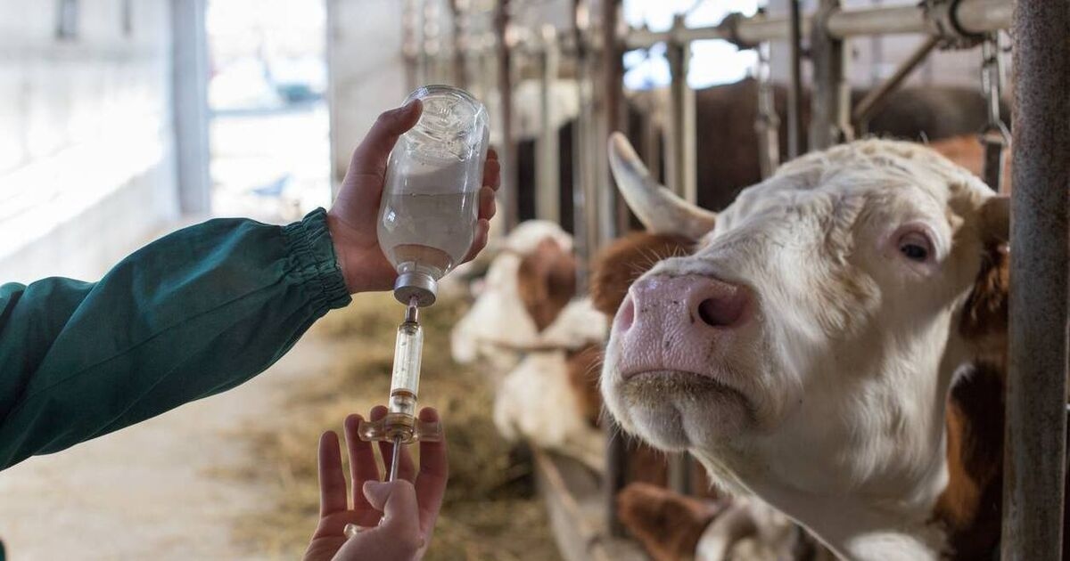 IFA urge the department to do more to secure Lepto vaccines