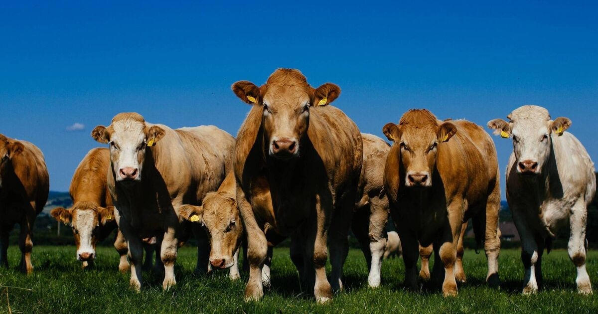 Farmers hold all the cards when it comes to beef