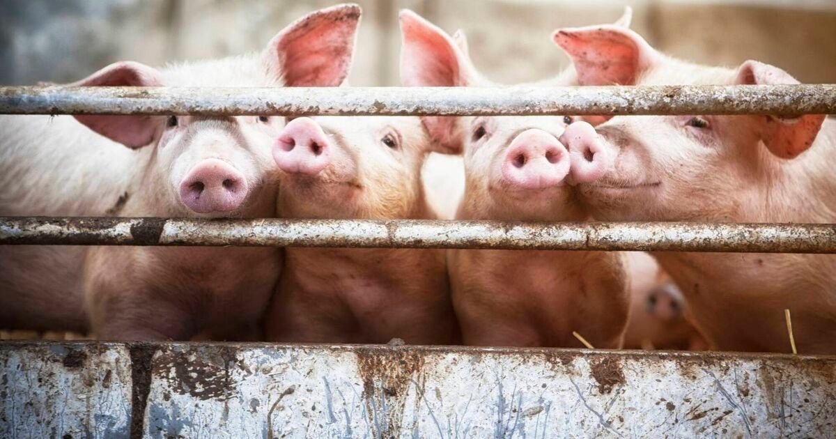 Top 25% of pig farms produce 29.3 pigs per sow per year