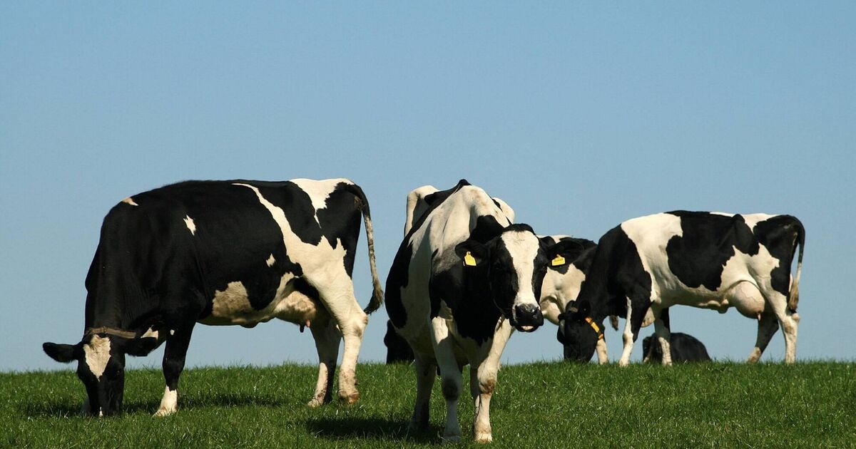Irish Examiner view: CAP remains key to the entire rural economy