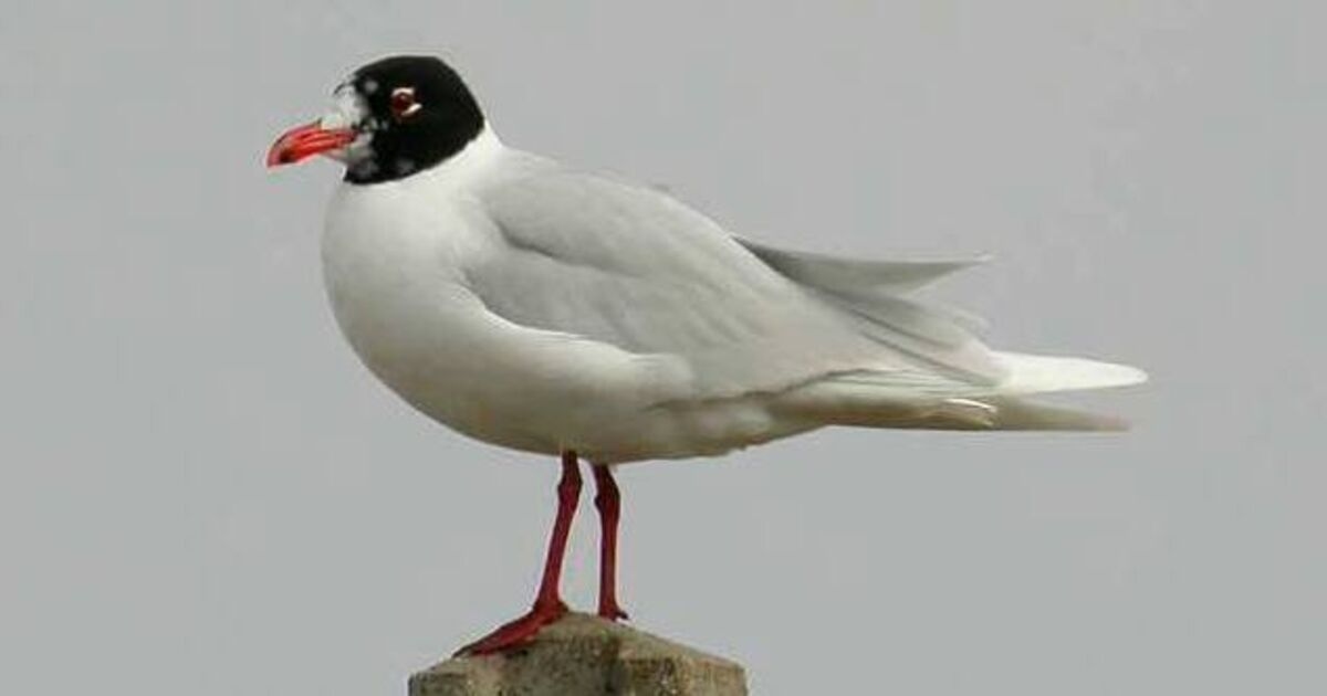 Birds of Ireland: Mediterranean gull