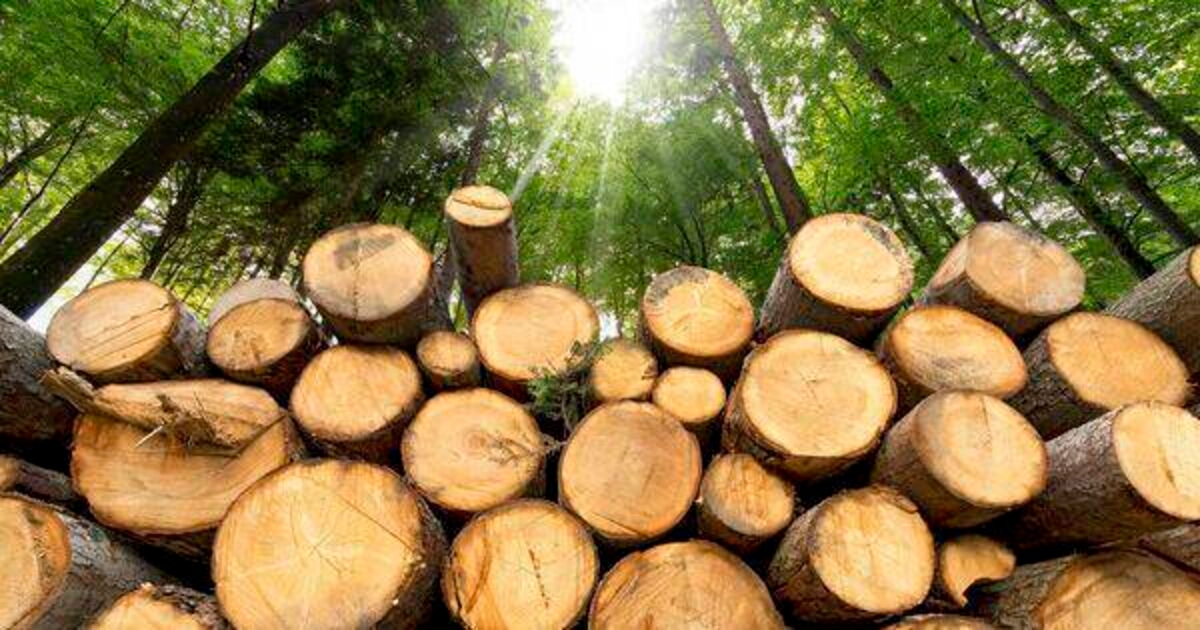 Forestry and fisheries sectors to get €160m boost under revised development plan