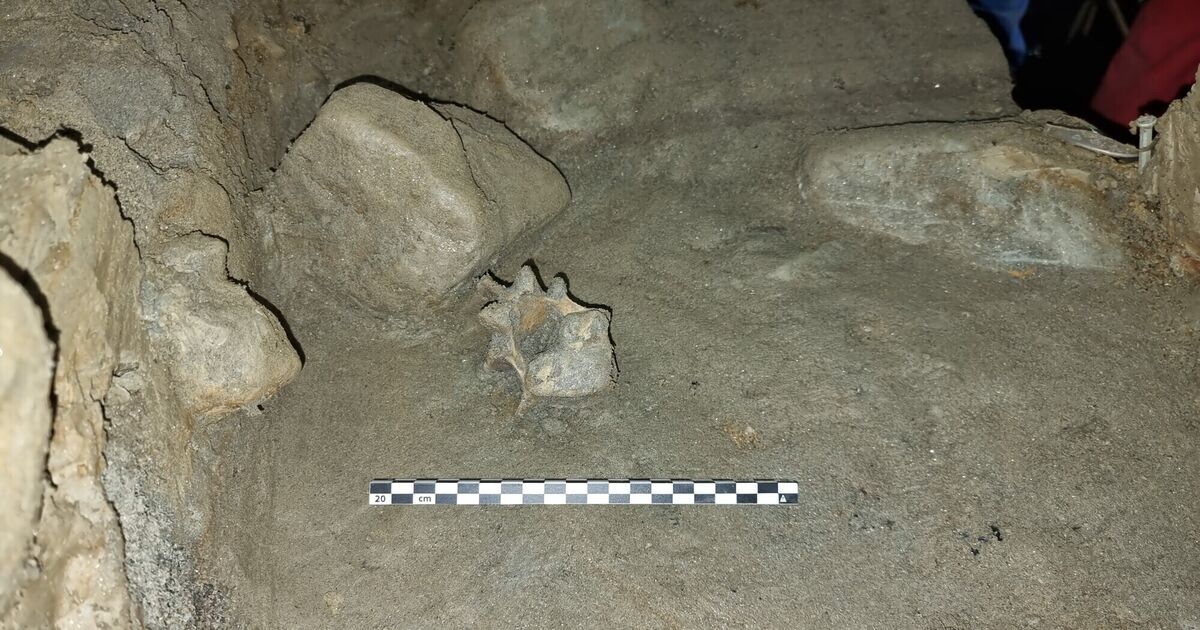 Cave discovery reveals oldest community of animals living in European Arctic