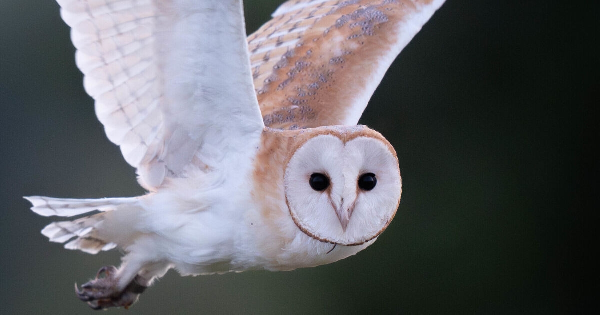 AI tool created to monitor barn owl chicks without disturbing nesting sites