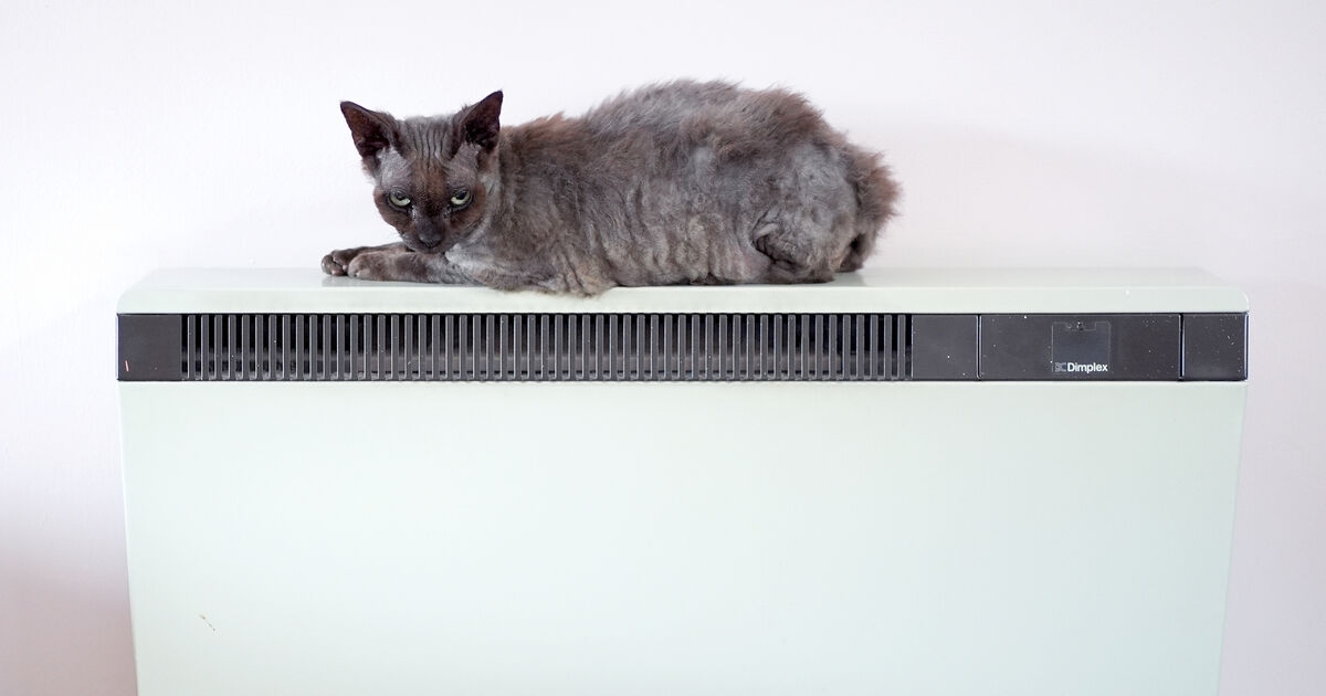 Cats develop dementia similarly to humans