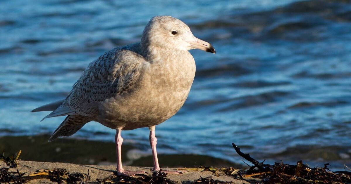 Birds of Ireland: Glaucous Gull