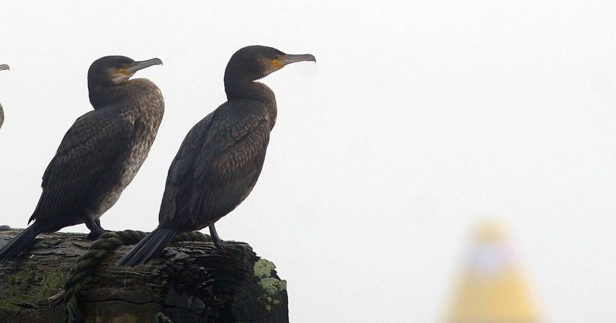 Irish Examiner view: Blackwater fish kill is nothing short of an ecological disaster