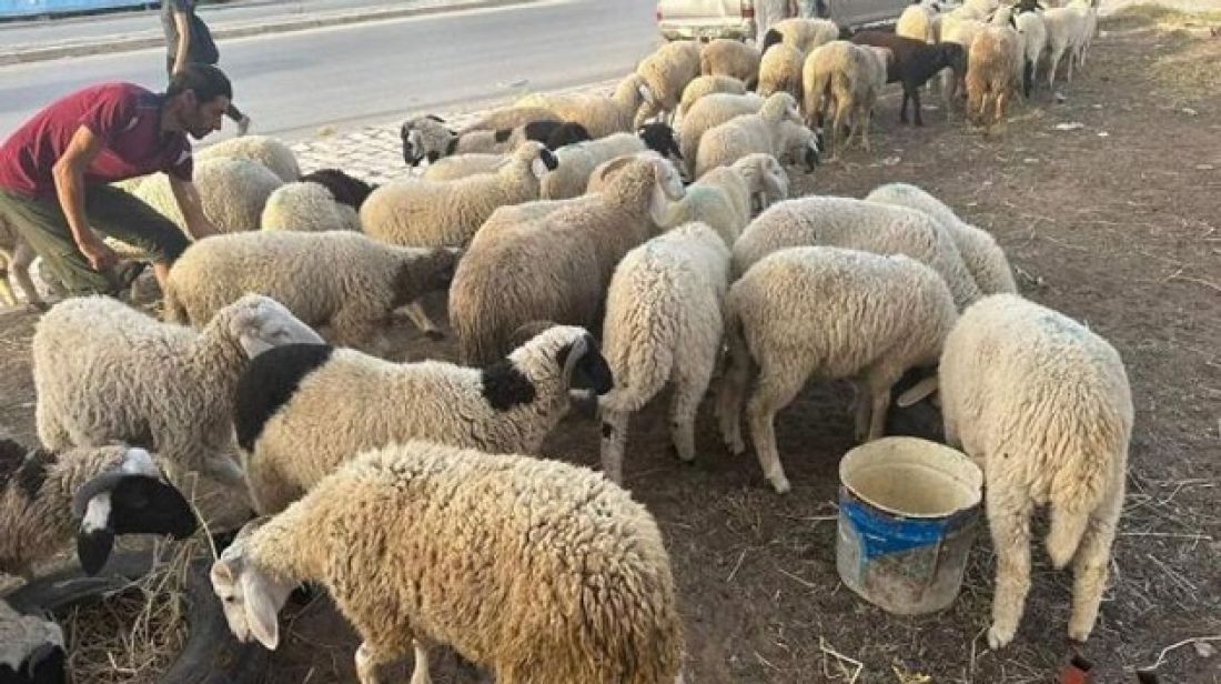 منظمة إرشاد المستهلك تدعو لاقتناء الأضاحي من الفضاءات المنظمة وتجنّب الوسطاء