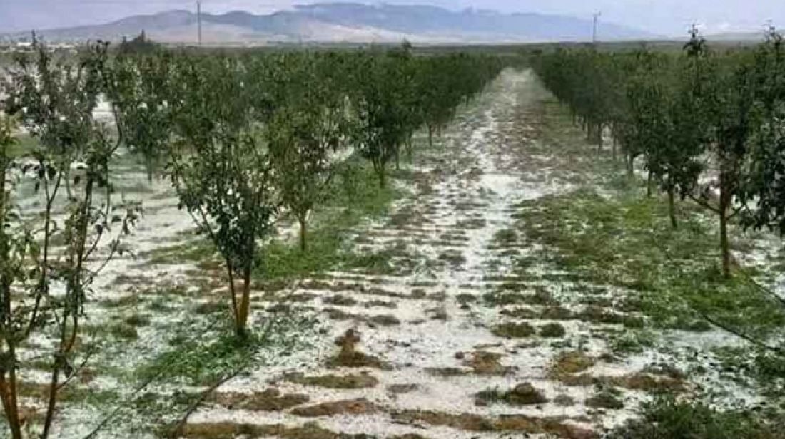 القصرين: أضرار كبيرة تطال الزياتين والأشجار المثمرة بسبب 'التبروري' والرياح العاتية