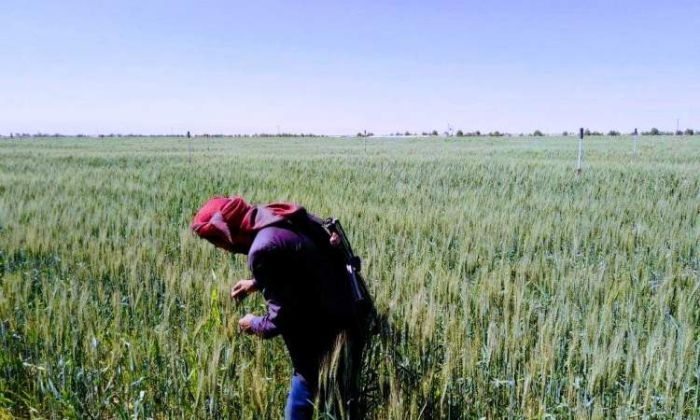الجوف.. مليشيا الحوثي تنهب محصول القمح من مزارعين بقيمة مليون دولار وتتنصل من السداد