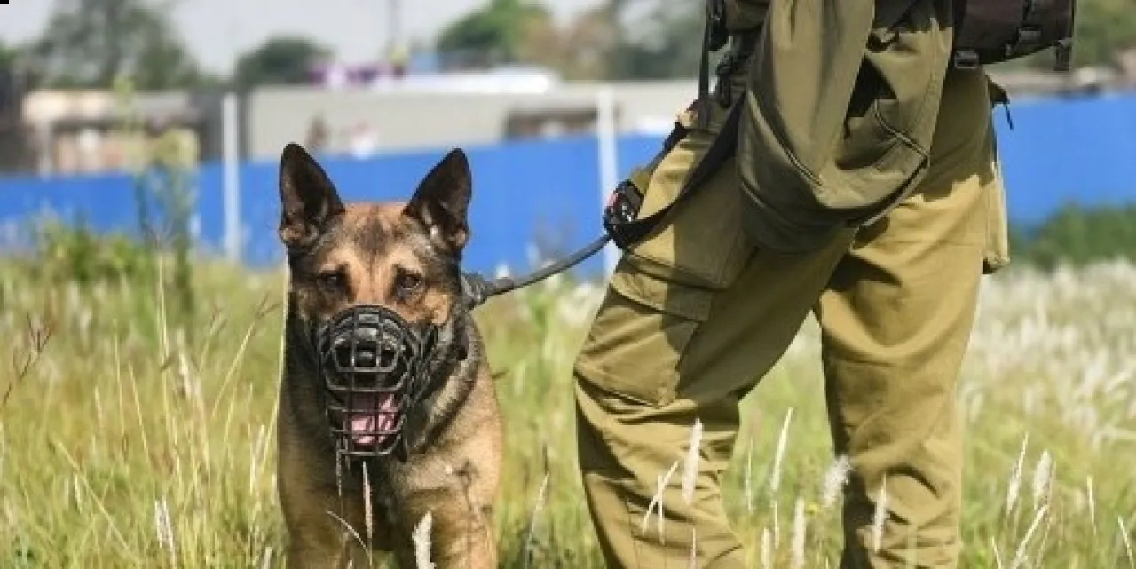 هولندا تصدّر كلابًا عسكرية تُستخدم بتعذيب الفلسطينيين