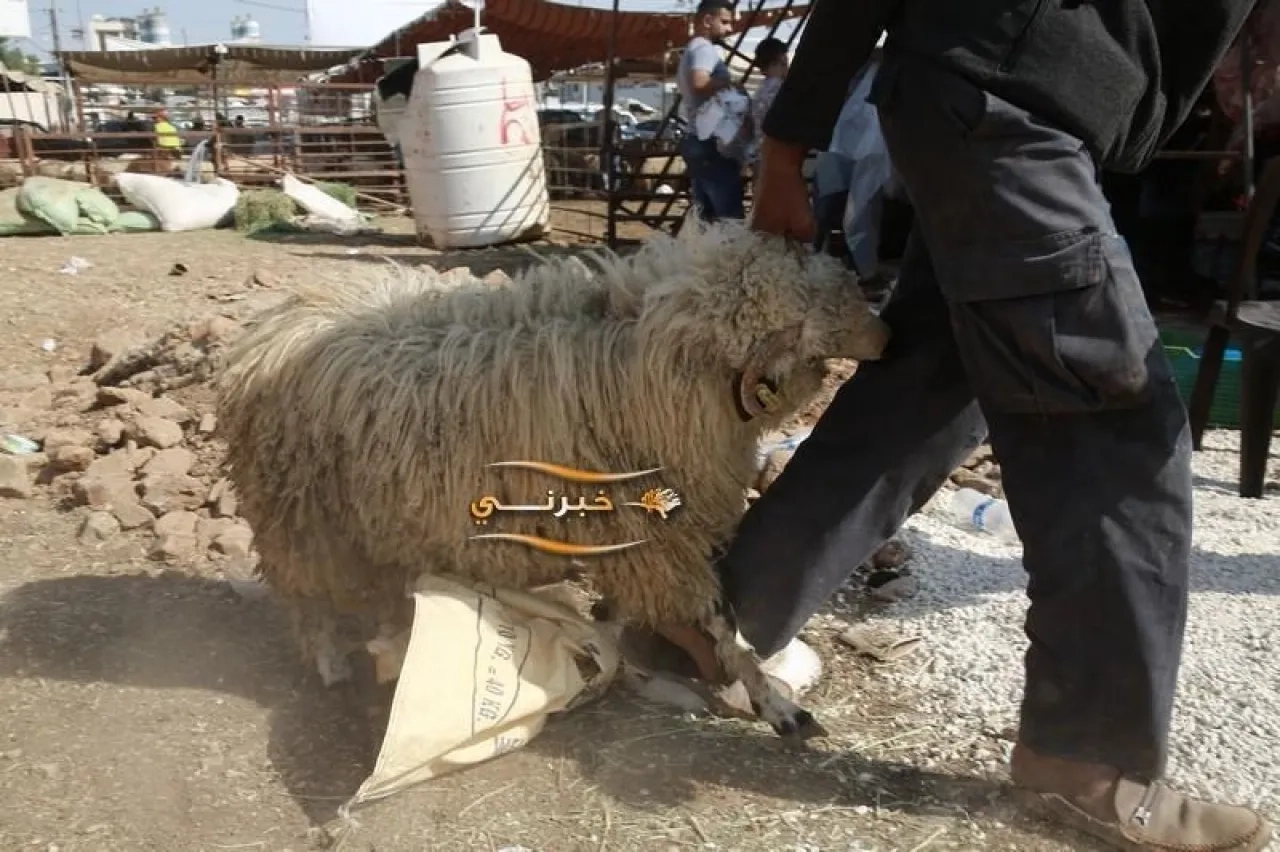 قصابون يتوقعون انخفاض الإقبال على الأضاحي في الاردن