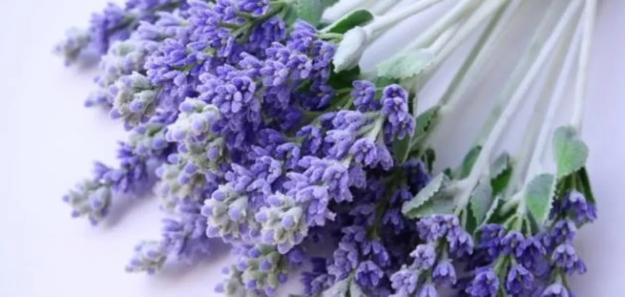 فوائد و اضرار عشبة الخزامي