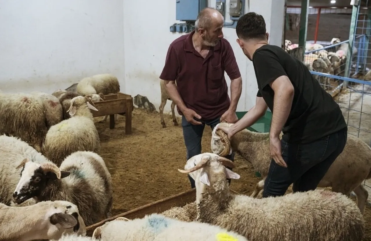 تركيا.. إصابة أكثر من 14 ألف شخص خلال ذبح أضاحي العيد