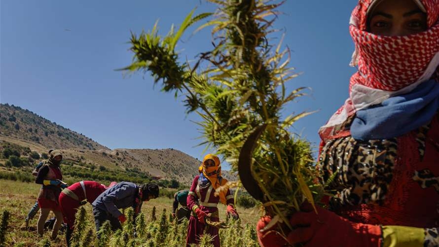Could cannabis save Lebanon? Debate reignites amid economic crisis