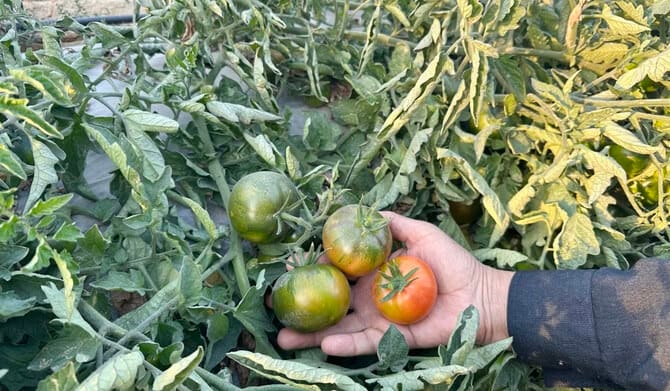 Qatif's Ramsi Tomatoes: Major Product on Saudi Tables