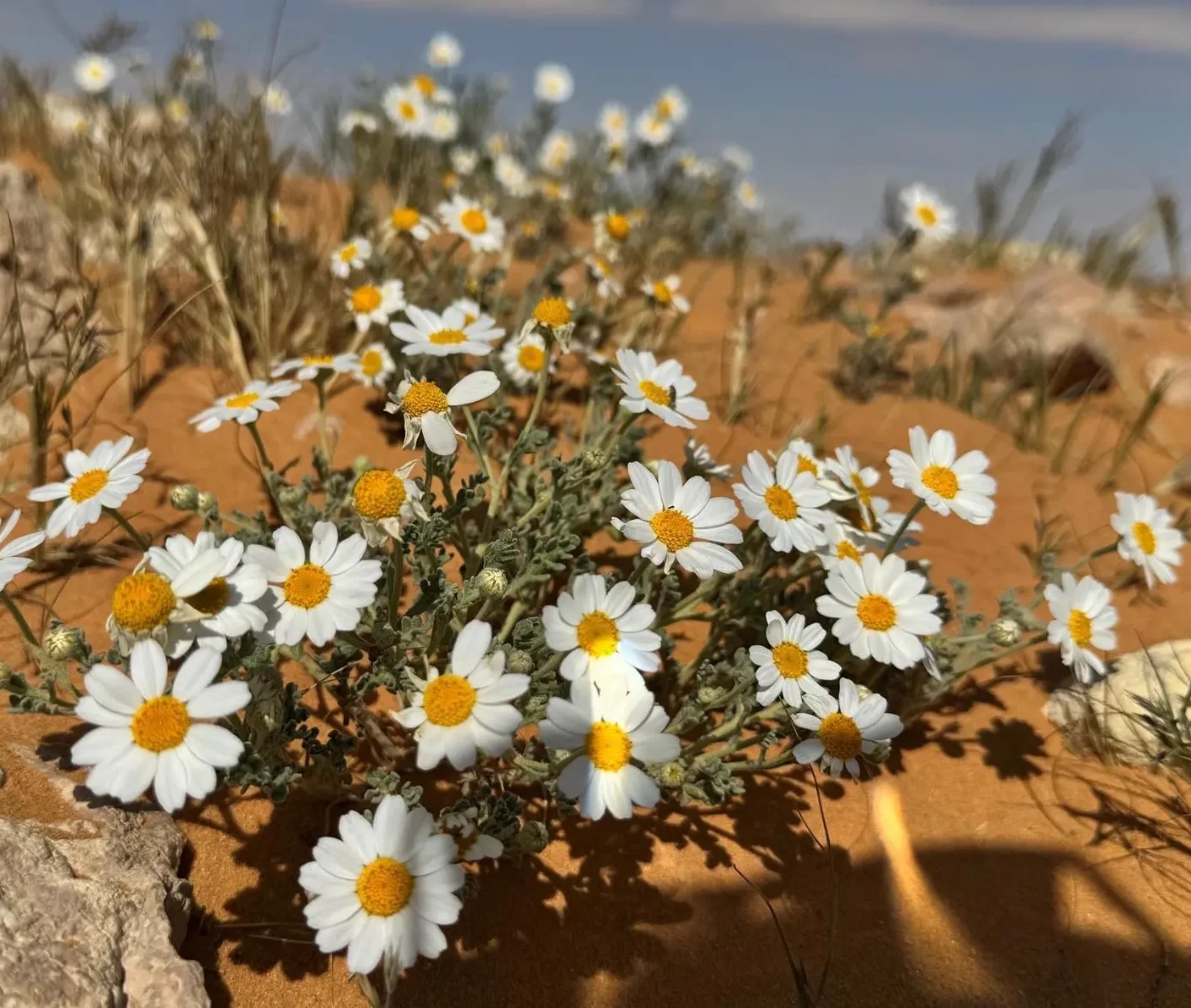 Daisies Paint Al-Jouf's Sandy Plains in Bloom