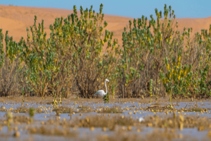 King Salman Reserve Authority Enhances Environmental Conservation, Ecosystem Restoration