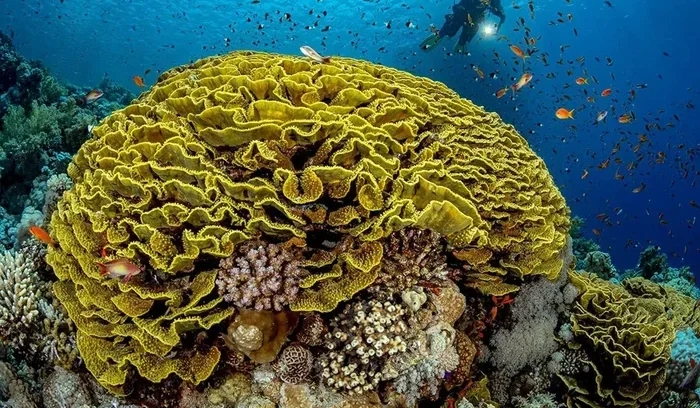 Jeddah's Coral Reefs Shine at Biennale Environmental Dialogue