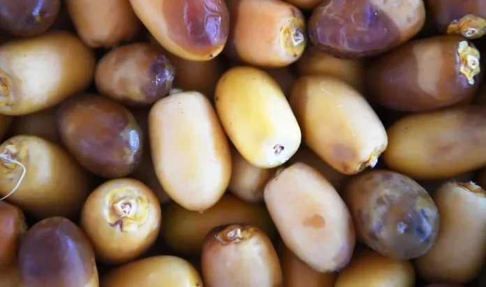 Early Date Harvest Underway in Madinah Region