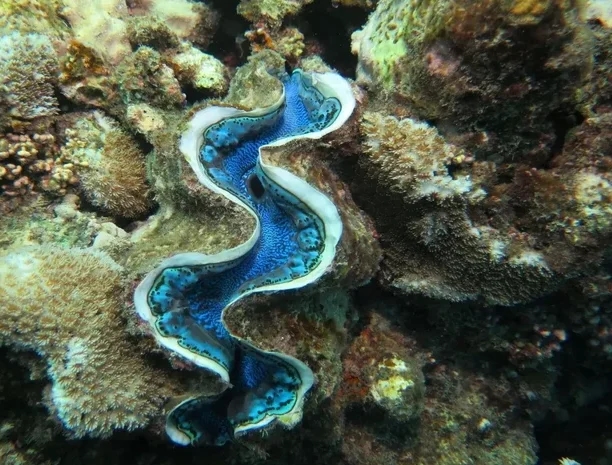 Saudi Arabia Launches Scientific Initiative to Safeguard Marine Ecosystems