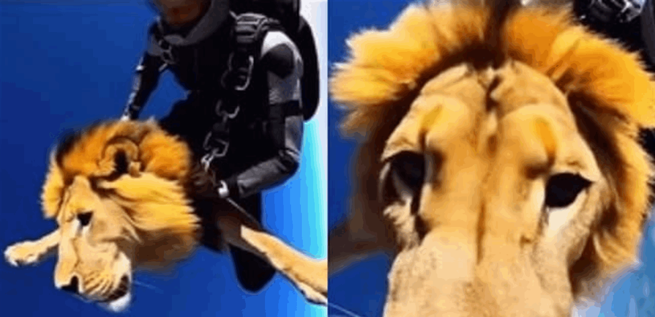 بالفيديو.. أسد يطير مع رجل