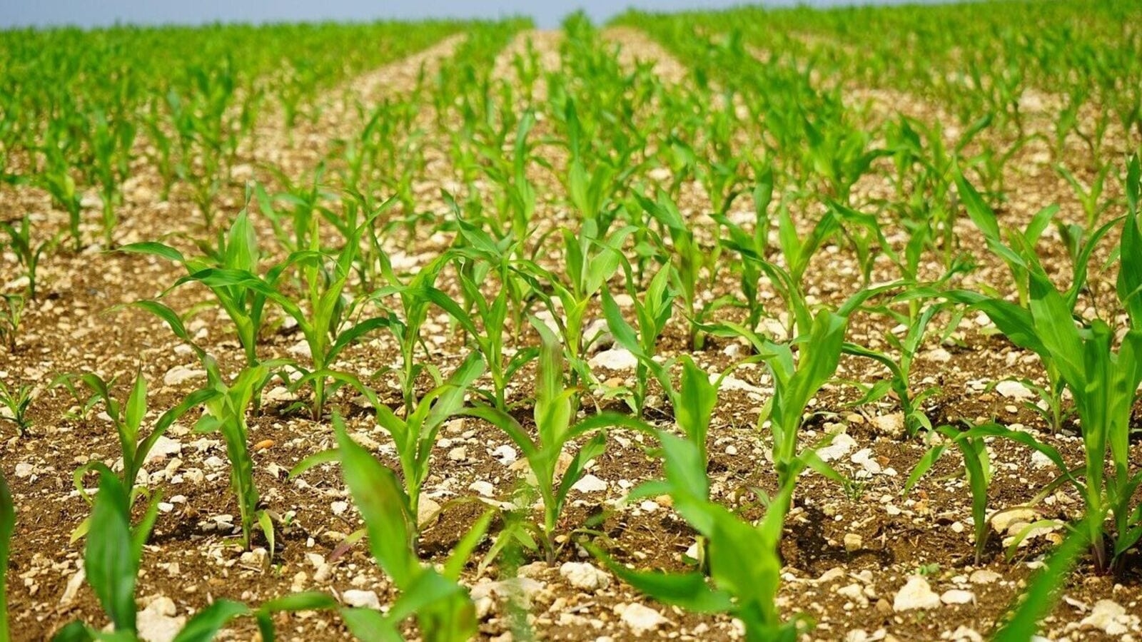Surge in summer sowing offers more cushion against food inflation