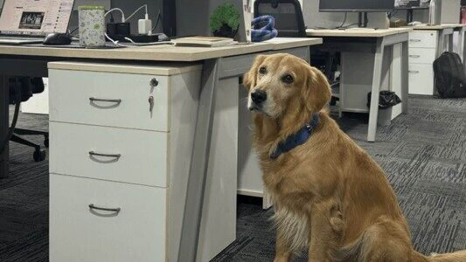 'Pawsitive vibes': Meet Denver, Hyderabad startup's Chief Happiness Officer who 'steals hearts, and keeps energy up'