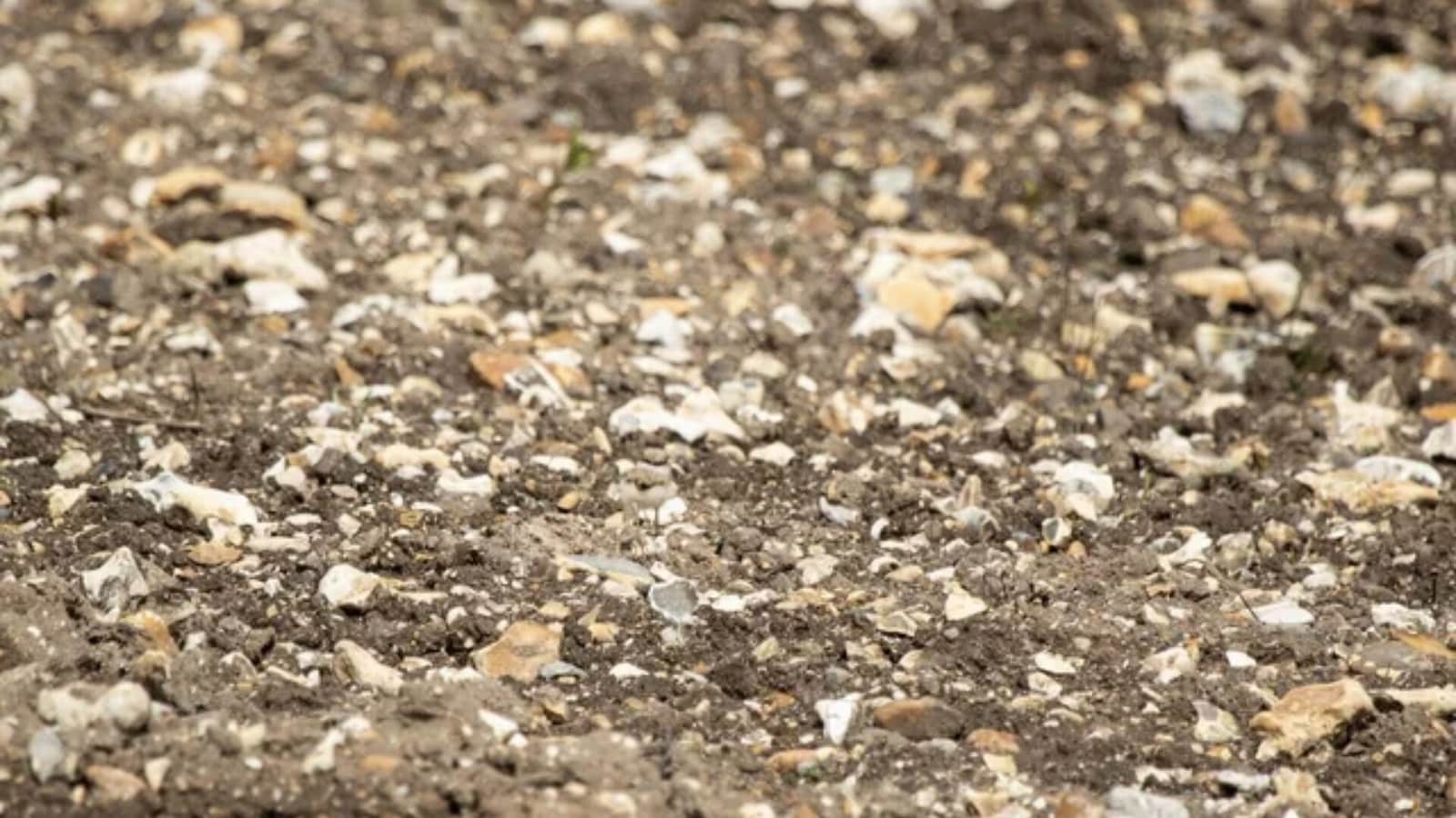 Optical Illusion: 99% of people can't find the chick in this photo – Can you?