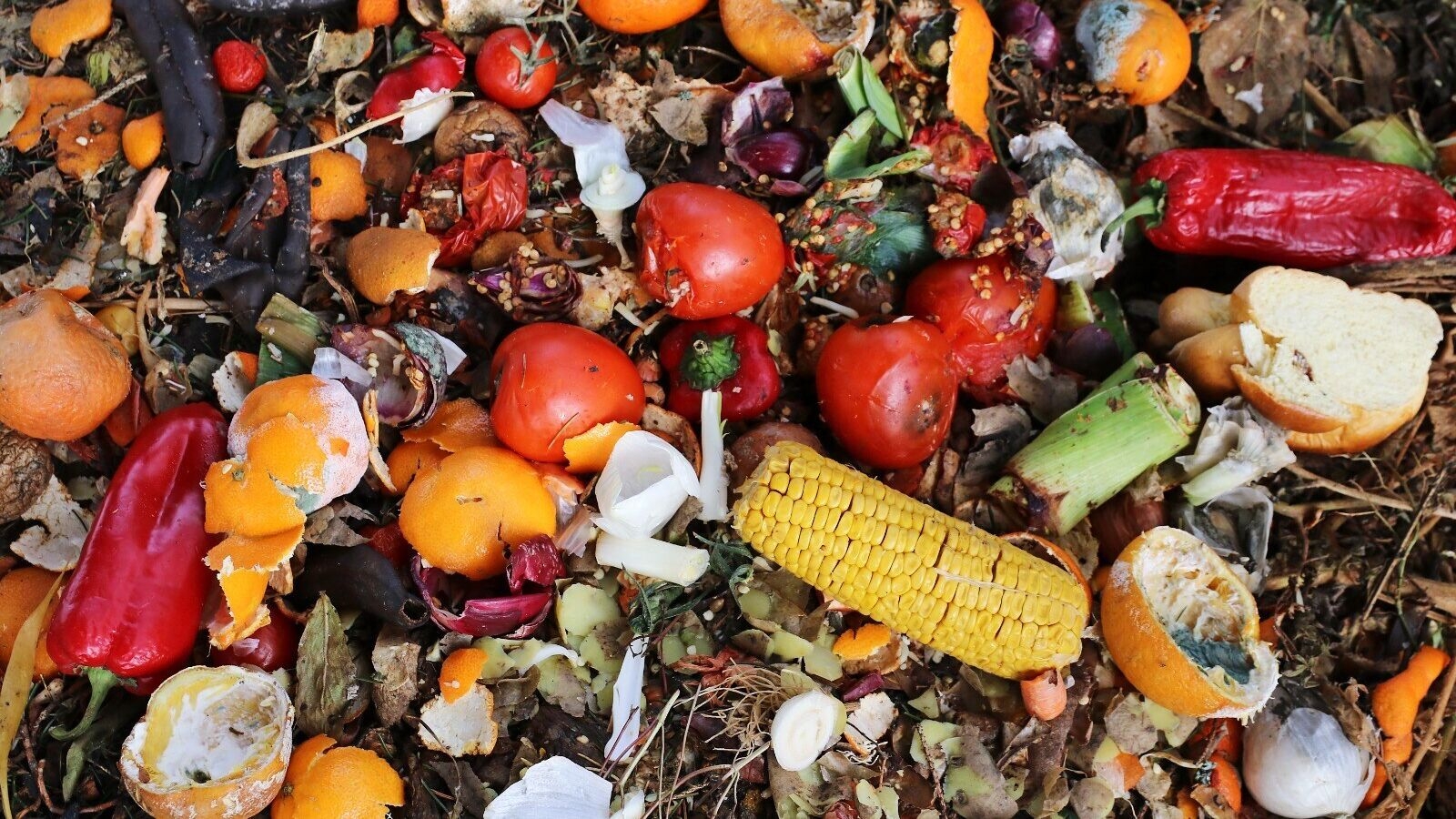 Jagdambika Pal: Minimize food wastage for the sake of our planet and its people