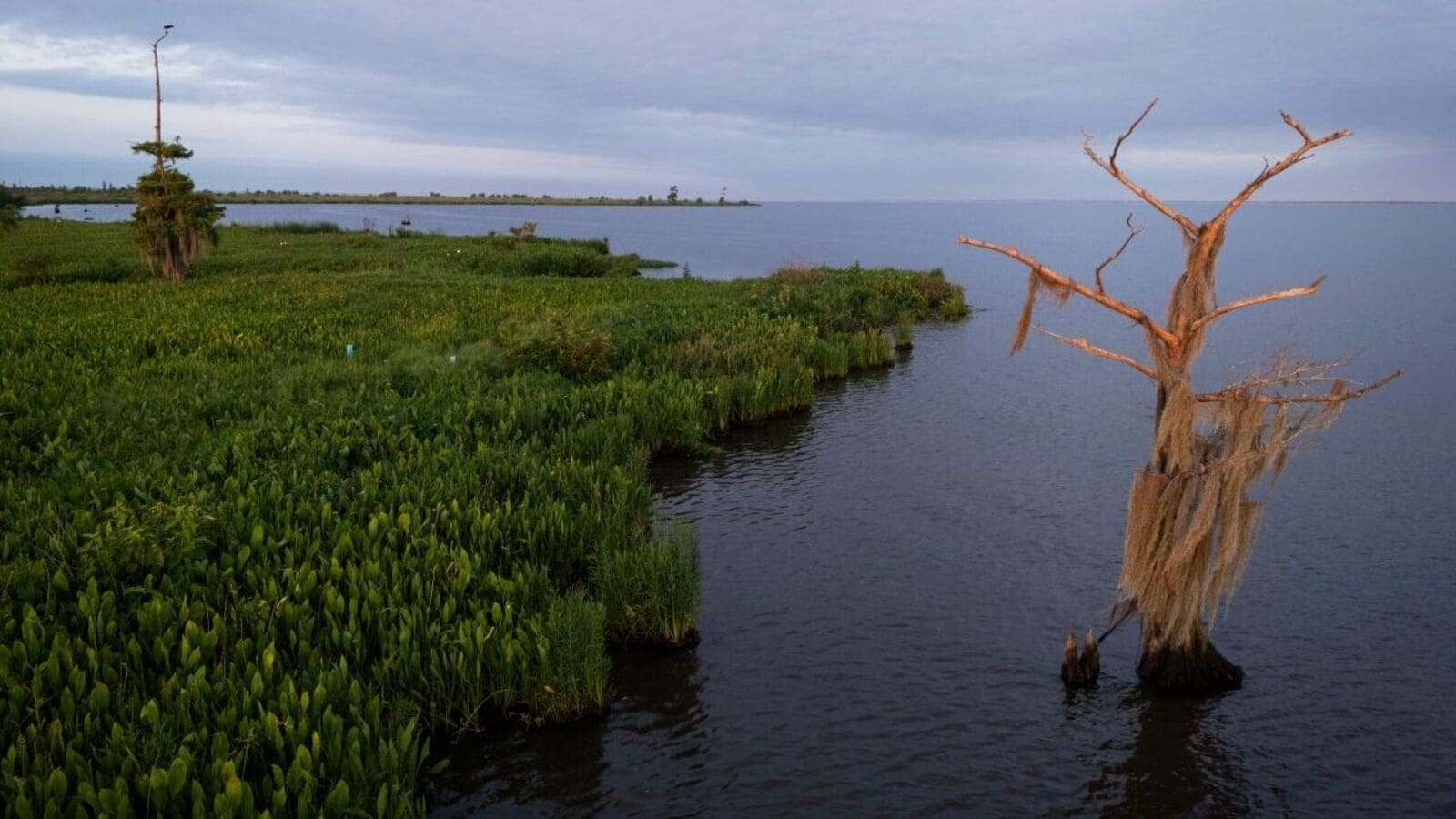 How hydrogen, the fuel of the future, got bogged down in the bayou