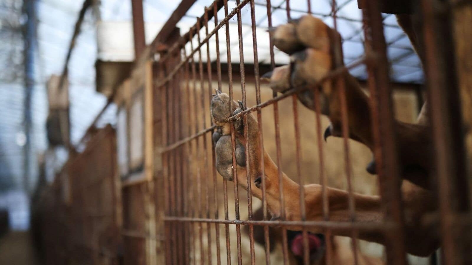 South Korea bans dog meat industry, but questions linger over fate of half a million dogs: Report