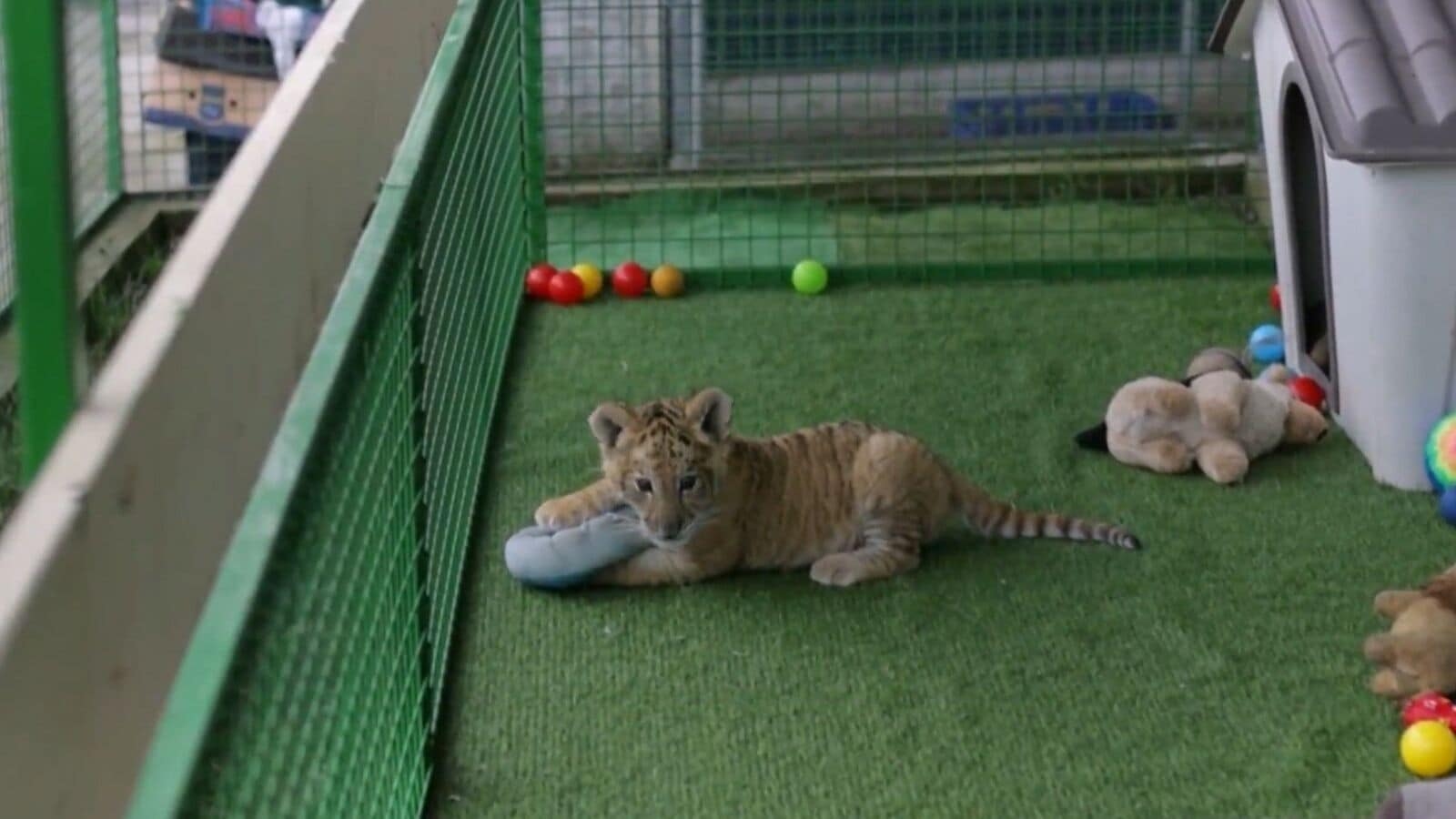 Liger 'Goliath', born in private zoo in Romania, turns 9 weeks; attracts visitors