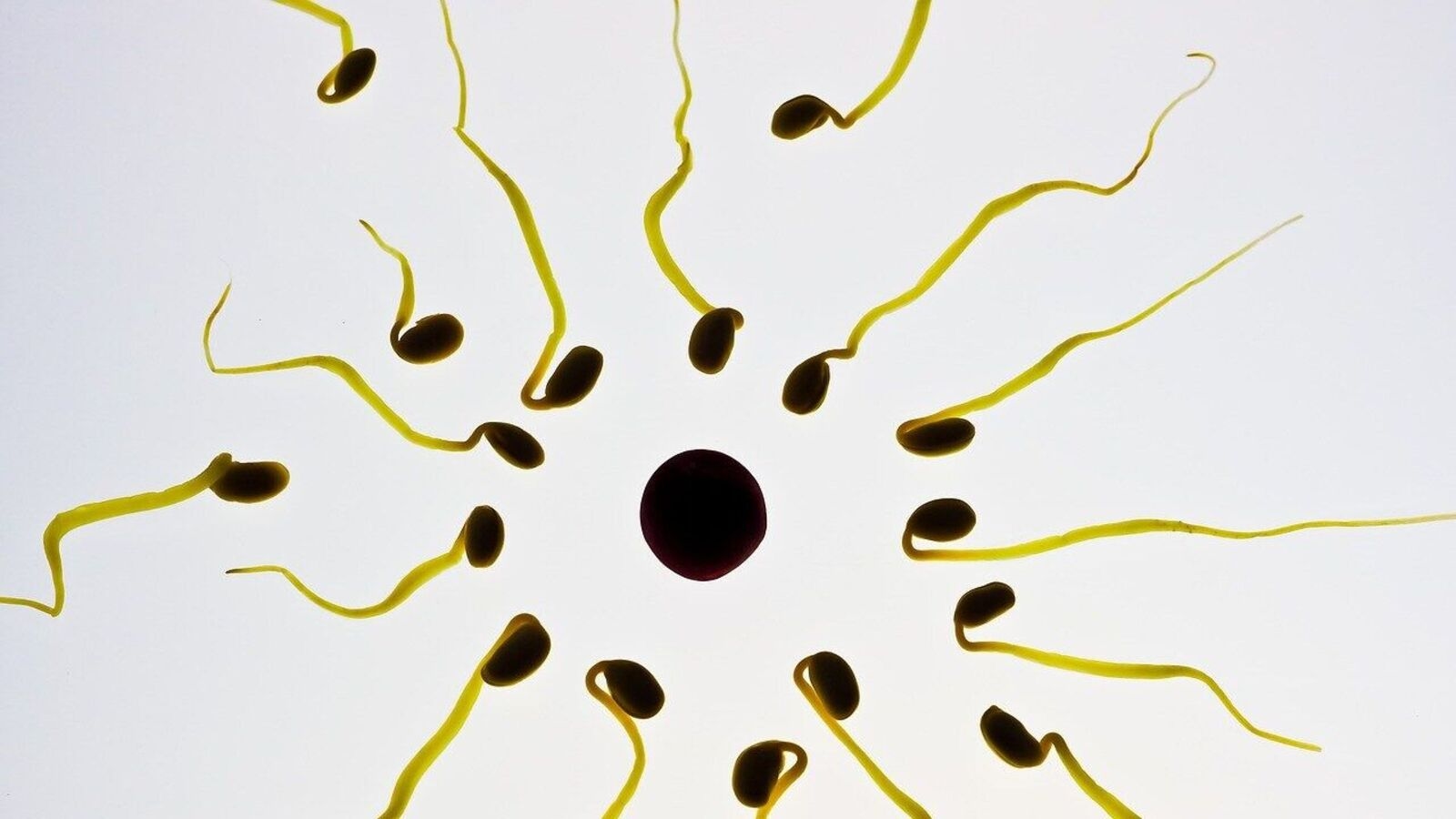Male contraceptive YCT-529 a breakthrough? Birth control pill that temporarily halts sperm without hormones clears trial