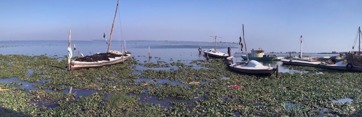 A lake remade: How Manzala's waters became clear enough to fish for money