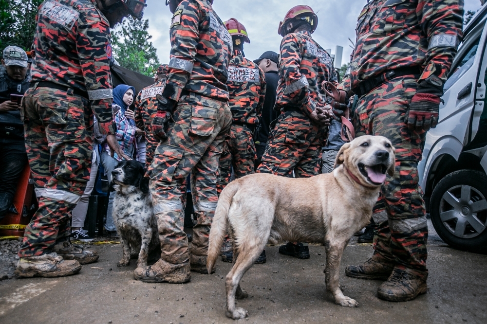 Sniff squad upgrade: Fire Dept to bring in 16 new K9 dogs from UK for RM2.4m, as half over 12 years old