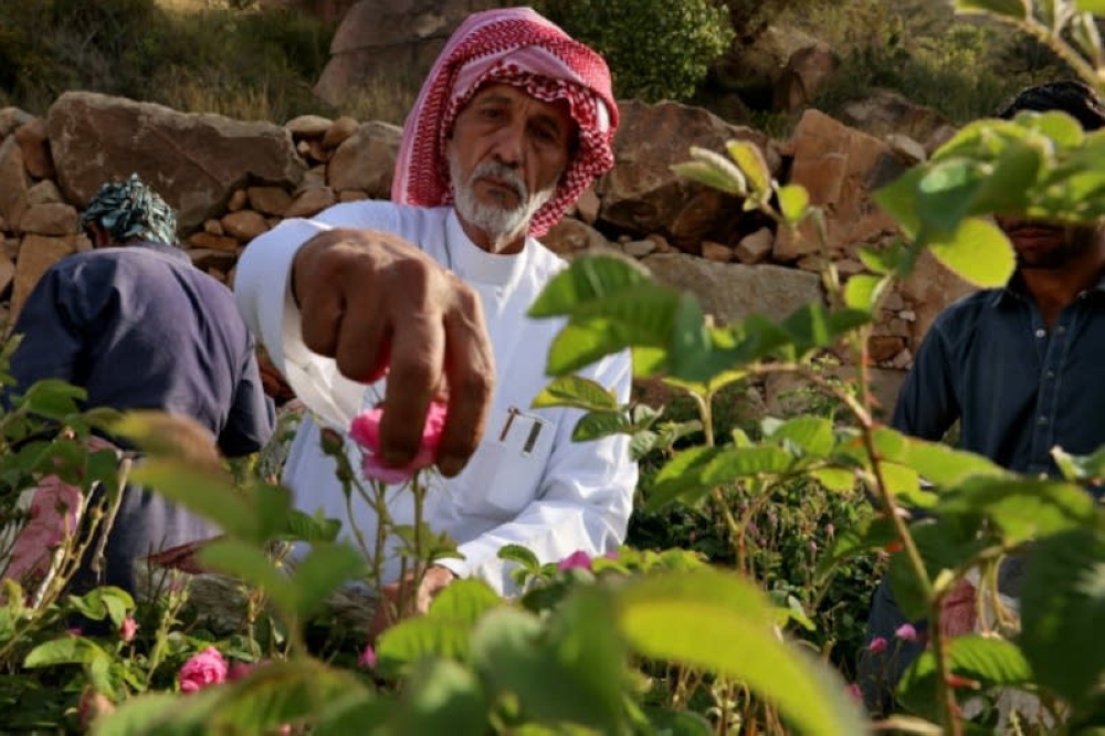 Saudi Arabia's ‘city of roses' battles climate shifts to keep desert blooms alive