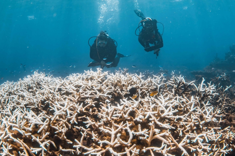 Coral reefs pushed to brink by heat as bleaching crisis hits 84pc globally