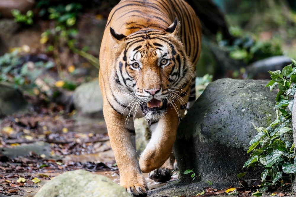 From national symbol to exotic décor: How the Malayan tiger is being hunted to extinction